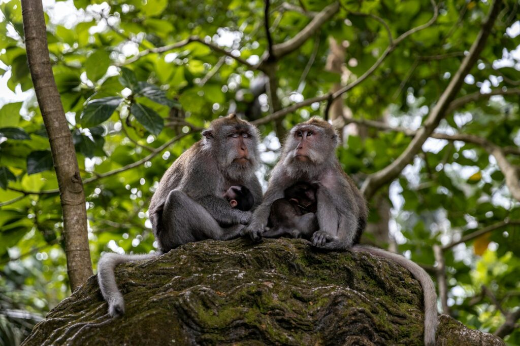 Casal de macacos