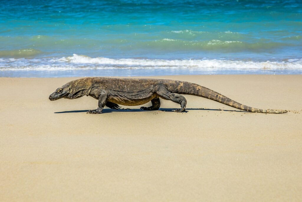 Dragão de Komodo