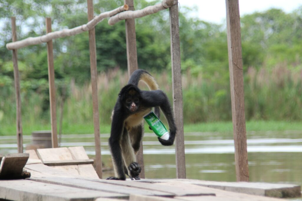 Amazônia no lado do Peru