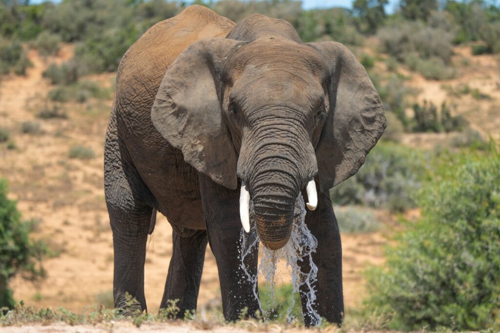 Elefante na natureza