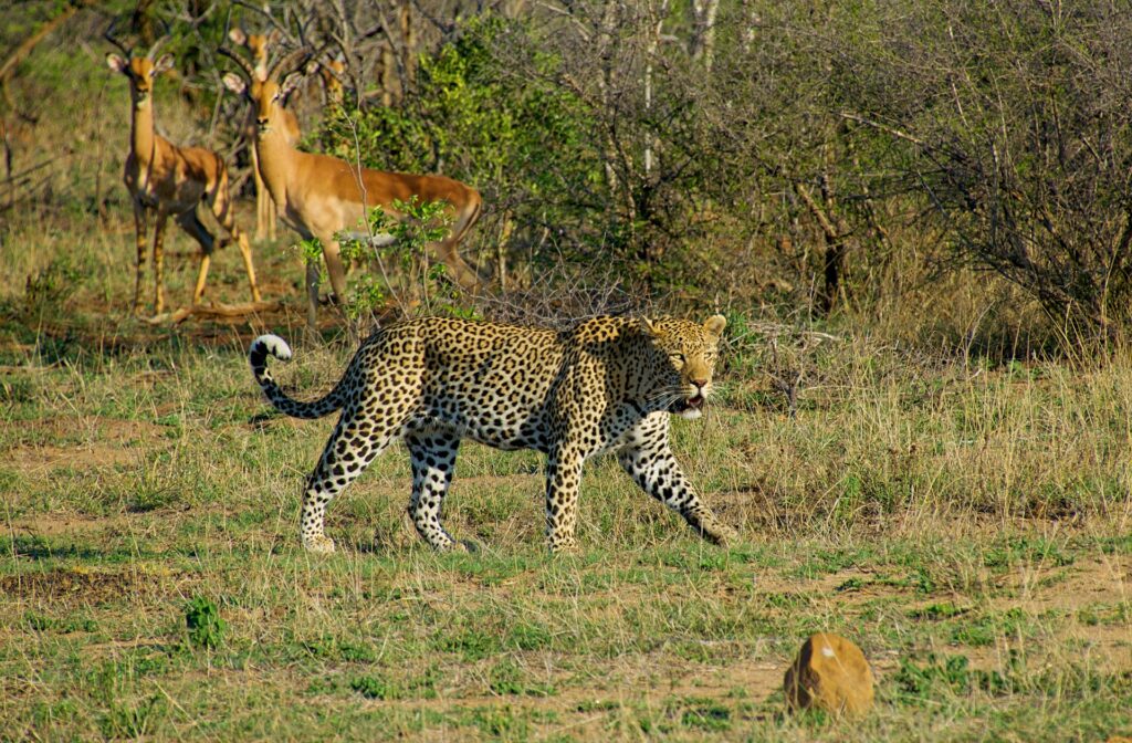 Animais Selvagens na África do Sul