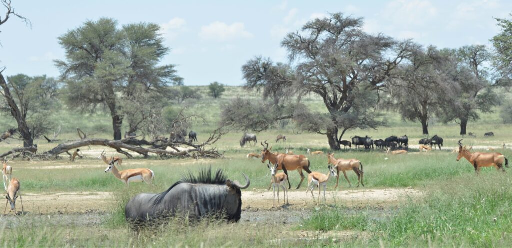 Animais Selvagens na África do Sul