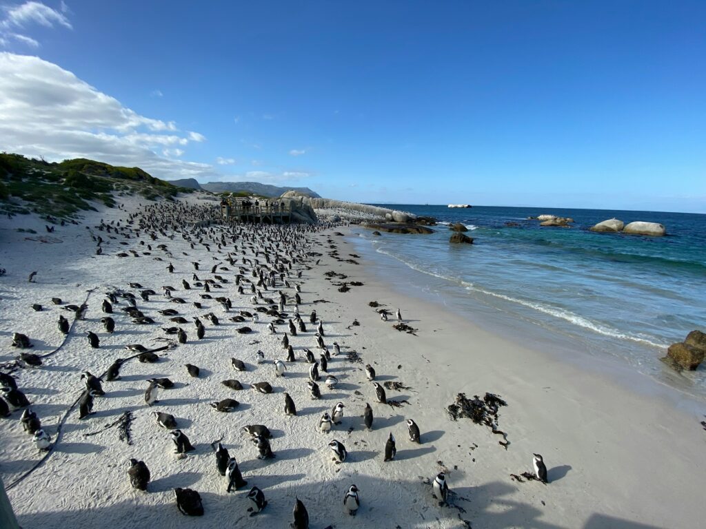 Pinguins na praia