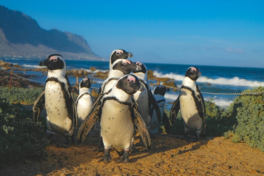 Pinguins na África do Sul