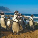 Pinguins na África do Sul