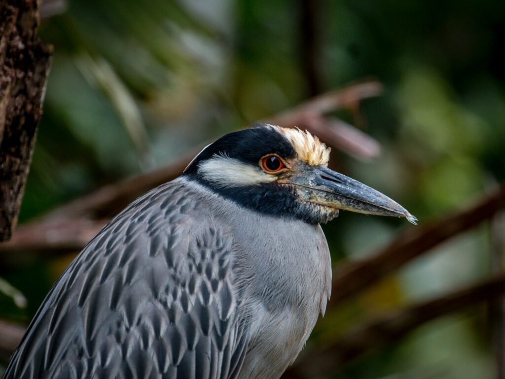 Parque Nacional Tortuguero